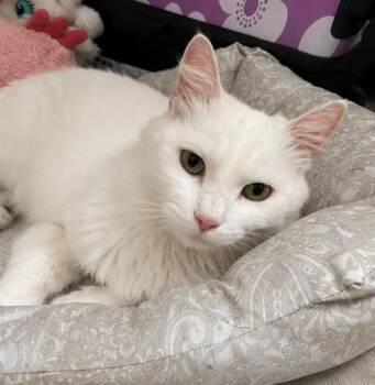 Raya -  Domestic Long Hair Cat for Adoption in Houston, Texas - Raya | PetCurious