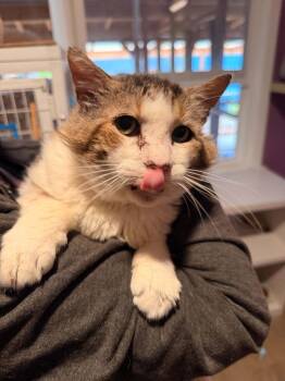 Callan -  Domestic Short Hair Cat for Adoption in Vancouver, Washington - Callan | PetCurious