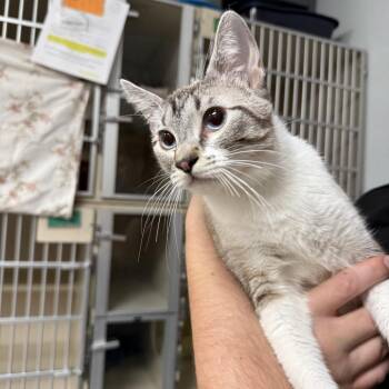 Domestic Short Hair and Abyssinian Cats Available for Adoption in Durango, Colorado - Rosie | PetCurious