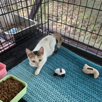 Eclair -  Domestic Short Hair Cat for Adoption in Pahoa, Hawaii - Eclair | PetCurious