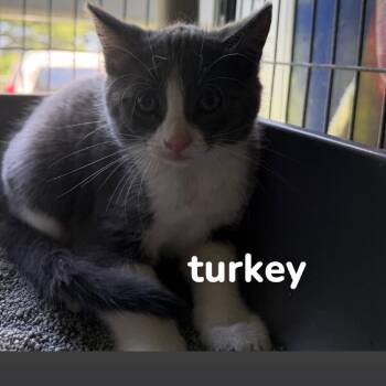 Turkey -  Domestic Short Hair Cat for Adoption in Hanna City, Illinois - Turkey | PetCurious