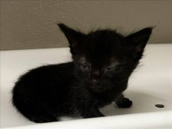 Domestic Short Hair Cats Available for Adoption in Tracy, California - NELSON | PetCurious