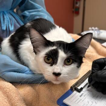 Pele -  Domestic Short Hair Cat for Adoption in Flagstaff, Arizona - Pele | PetCurious