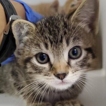 Sami -  Domestic Short Hair Cat for Adoption in Phoenix, Arizona - Sami | PetCurious