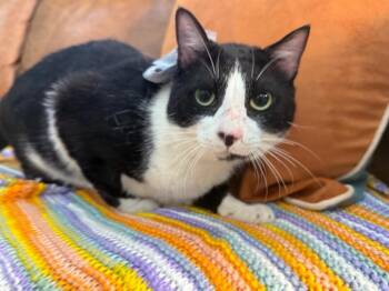 Tuxedo and Domestic Short Hair Cats Available for Adoption in Friendswood, Texas - Gordo Snugglebean | PetCurious