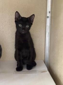 Louie -  Domestic Short Hair Cat for Adoption in Honolulu, Hawaii - Louie | PetCurious