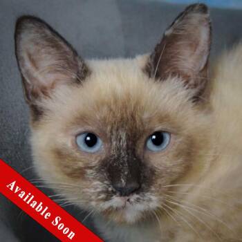 Farrah -  Siamese Cat for Adoption in Huntley, Illinois - Farrah | PetCurious