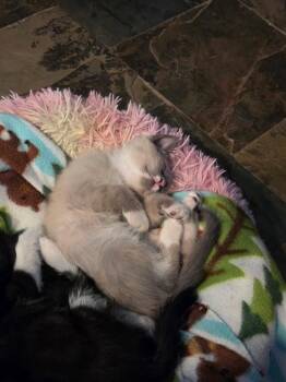TOAD -  Siamese Cat for Adoption in West Valley City, Utah - TOAD | PetCurious