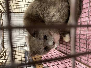 Domestic Short Hair Cats Available for Adoption in Modesto, California - A610039 | PetCurious