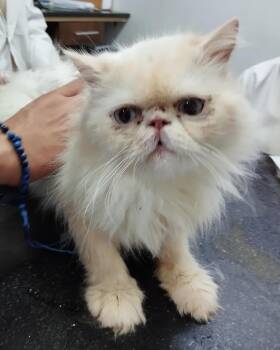 Rescue Persian Cats for Adoption in Fairfax, Virginia - Oscar (Persian) | PetCurious