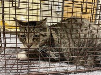 A611823 -  Domestic Short Hair Cat for Adoption in Modesto, California - A611823 | PetCurious