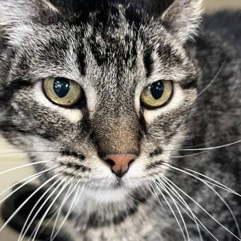 Baloo -  Domestic Short Hair Cat for Adoption in Idaho Falls, Idaho - Baloo | PetCurious