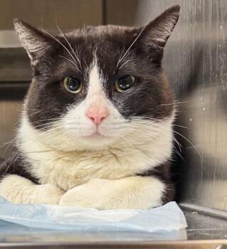 Domestic Short Hair Cats Available for Adoption in Shelbyville, Tennessee - Christian | PetCurious