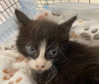 PIPPIN -  Domestic Short Hair Cat for Adoption in Fort Lauderdale, Florida - PIPPIN | PetCurious
