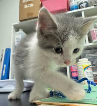 Domestic Short Hair Cats Available for Adoption in St. Cloud, Minnesota - Sully | PetCurious