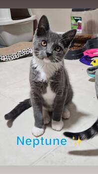 Galaxy Kitten Crew (males) -  American Shorthair Cat for Adoption in West Newton, Pennsylvania - Galaxy Kitten Crew (males) | PetCurious