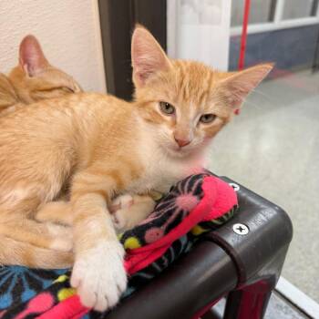 Frederick -  Domestic Short Hair Cat for Adoption in Detroit Lakes, Minnesota - Frederick | PetCurious