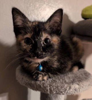 Rescue Tortoiseshell Cats for Adoption in Brooklyn Center, Minnesota - Nyx | PetCurious