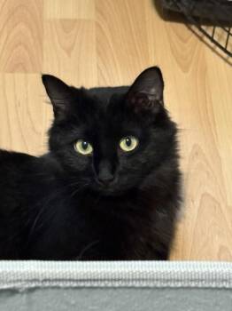 Domestic Long Hair Cats Available for Adoption - Chelsea | PetCurious