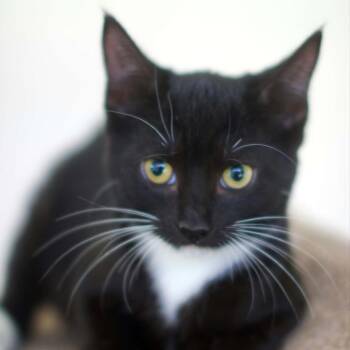 Rizzy -  Domestic Short Hair Cat for Adoption in Umatilla, Florida - Rizzy | PetCurious