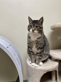 Rescue Domestic Short Hair Cats for Adoption in Myerstown, Pennsylvania - Cheeto | PetCurious