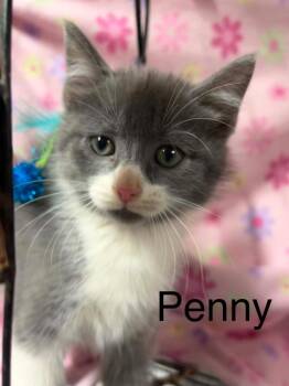 Penny -  Domestic Short Hair Cat for Adoption in Princeton, Indiana - Penny | PetCurious