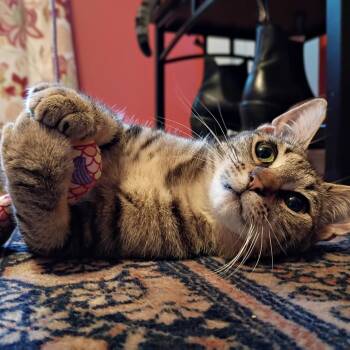 Bengal and Domestic Short Hair Cats Available for Adoption in Silver Spring, Maryland - Mabel | PetCurious