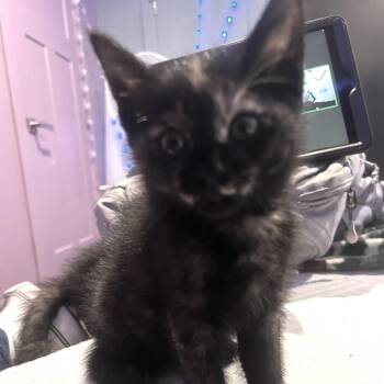 Domestic Short Hair Cats Available for Adoption in Fredericksburg, Virginia - Rudy Tooty | PetCurious