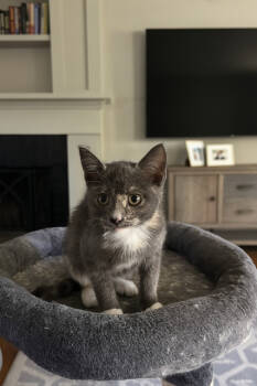Rescue Tortoiseshell and Domestic Short Hair Cats for Adoption in Milton, Georgia - Diane Kitten | PetCurious