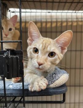 Missy -  Domestic Short Hair Cat for Adoption in O