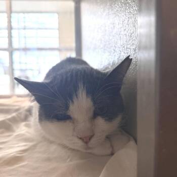 Miney -  Domestic Short Hair Cat for Adoption in Las Cruces, New Mexico - Miney | PetCurious