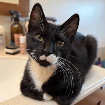 Marley -  Domestic Short Hair Cat for Adoption in Roanoke, Virginia - Marley | PetCurious