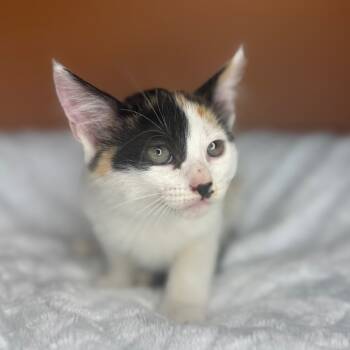Rescue Domestic Short Hair Cats for Adoption in San Antonio, Texas - Spice | PetCurious