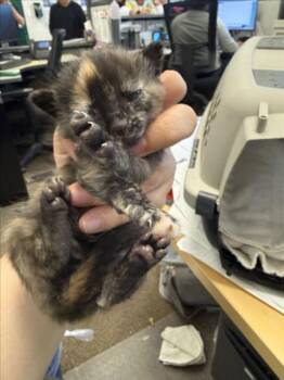 Domestic Short Hair Cats Available for Adoption in Woodland, California - *NAMI | PetCurious