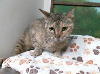 Domestic Short Hair Cats Available for Adoption in Houston, Texas - STACY | PetCurious