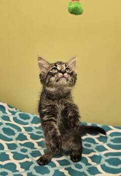 Tofu -  Domestic Medium Hair Cat Available for Adoption in Dickson, Tennessee - Tofu | PetCurious