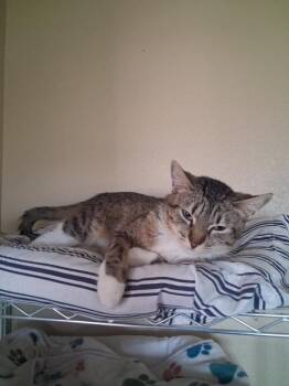 Ally -  Domestic Short Hair Cat for Adoption in Hot Springs, South Dakota - Ally | PetCurious
