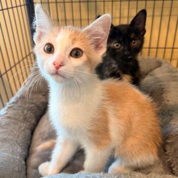 Nelson -  Domestic Short Hair Cat for Adoption in Saint Charles, Missouri - Nelson | PetCurious