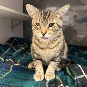 Rumble -  Domestic Short Hair Cat for Adoption in Buffalo, Minnesota - Rumble | PetCurious