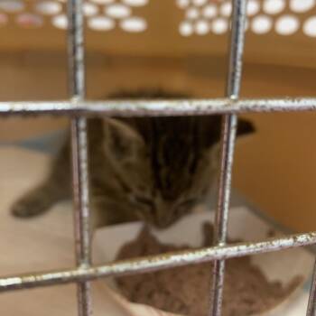 Andrew -  Domestic Short Hair Cat for Adoption in West Palm Beach, Florida - Andrew | PetCurious