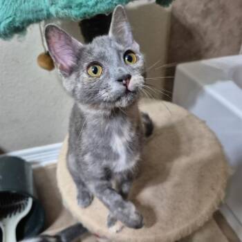 Toast -  Domestic Short Hair Cat for Adoption in Houston, Texas - Toast | PetCurious