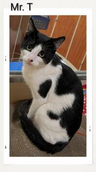 Domestic Short Hair Cats Available for Adoption in Caistor Centre, Ontario - Mr T | PetCurious