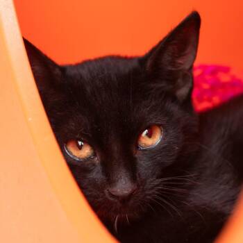 Nyx -  Domestic Short Hair Cat for Adoption in Middletown, Rhode Island - Nyx | PetCurious