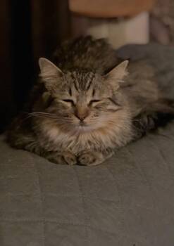 Sugar Bear -  Domestic Long Hair Cat for Adoption in Fort Collins, Colorado - Sugar Bear | PetCurious