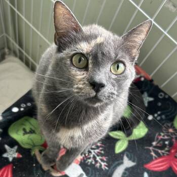 Candace -  Domestic Short Hair Cat for Adoption in Mokena, Illinois - Candace | PetCurious