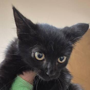 SCFL-Stray-67014 -  Domestic Short Hair Cat for Adoption in Lake Panasoffkee, Florida - SCFL-Stray-67014 | PetCurious