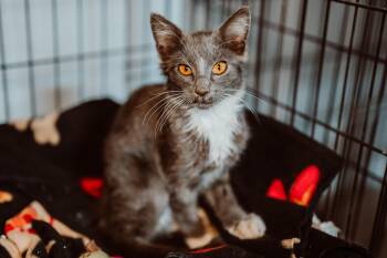 Rescue Russian Blue Cats for Adoption in Le Mars, Iowa - Tempest | PetCurious