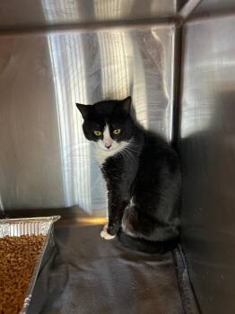 Domestic Short Hair Cats Available for Adoption - Benedict | PetCurious