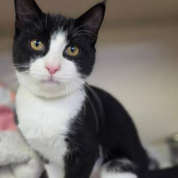 Francesca -  Domestic Short Hair Cat for Adoption in New York, New York - Francesca | PetCurious