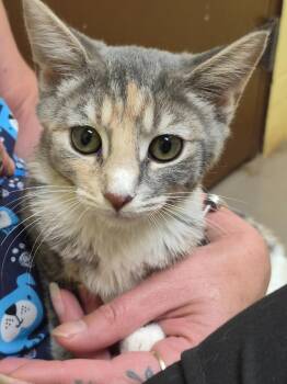 FAUNA -  Domestic Short Hair Cat for Adoption in Crossville, Tennessee - FAUNA | PetCurious